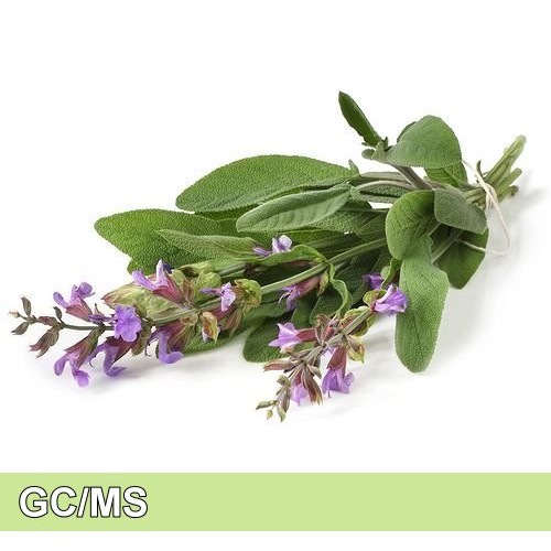 Clary Sage-快樂鼠尾草